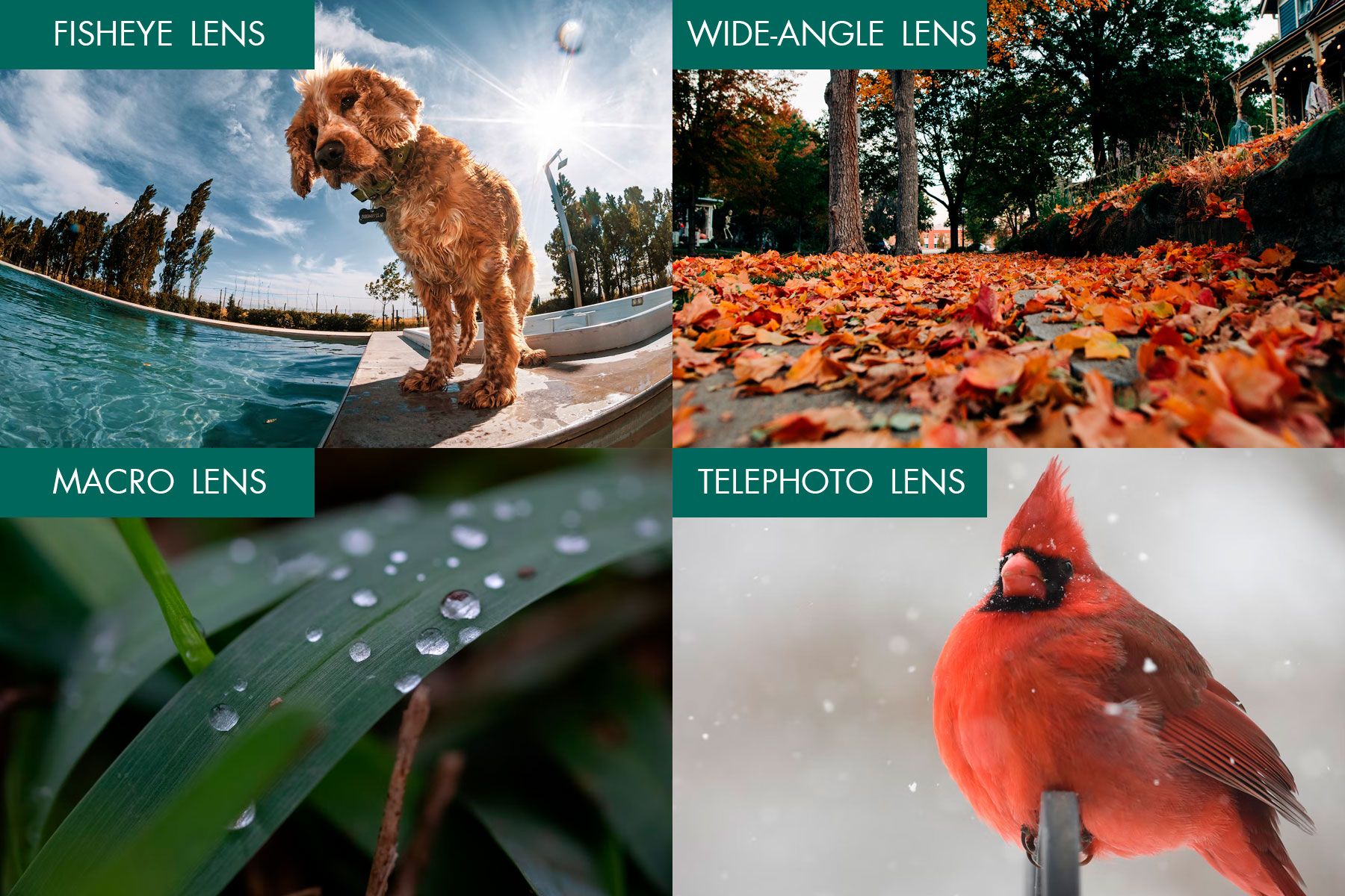 iphone photography external lenses